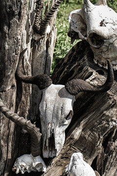 Cape Bufallo skull