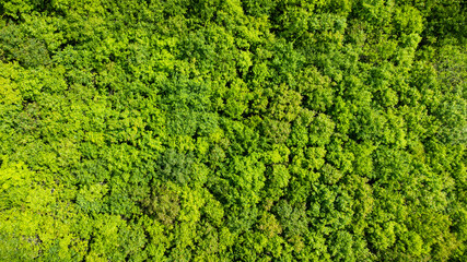 Obraz premium Fond abstrait texturé de paysage forestier et arboré, vue aérienne d'une zone forestière atmosphérique, texture d'une vue aérienne de la forêt, concepts d'écosystème et d'environnement écologique sain
