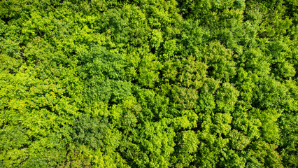 Obraz premium Fond abstrait texturé de paysage forestier et arboré, vue aérienne d'une zone forestière atmosphérique, texture d'une vue aérienne de la forêt, concepts d'écosystème et d'environnement écologique sain