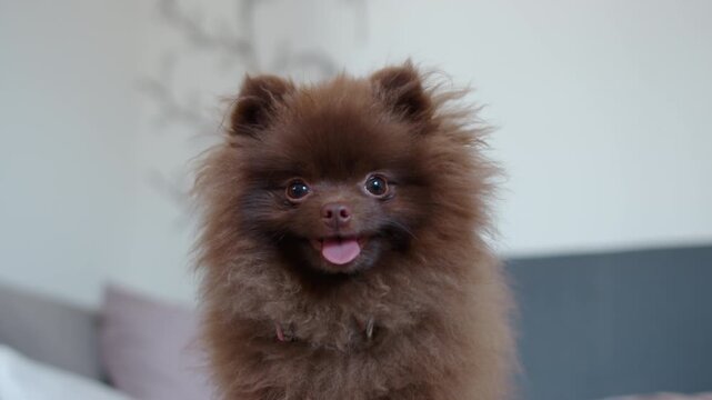 Brown pomeranian dog posing on sofa looking up