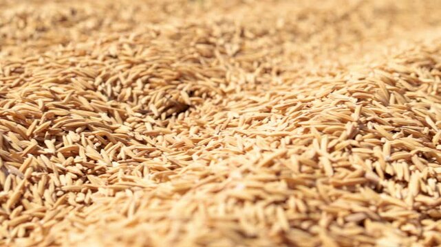 Rice grains in husk pile, close-up, Agricultural harvest concept showing natural food ingredient, farming production, and staple crop texture background