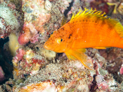 オキゴンベ, ゴンベ科,
英名学名：Yellow hawkfish, Cirrhitichthys aureus, 
幼魚yg,
他。
ヒリゾ浜南伊豆町中木
静岡県伊豆半島-2025
日本有数のシュノーケリングスポット。
夏の数カ月間だけ渡し船で行ける。
水質透明度魚影が素晴らしい。

