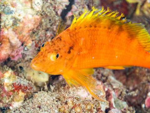 オキゴンベ, ゴンベ科,
英名学名：Yellow hawkfish, Cirrhitichthys aureus, 
幼魚yg,
他。
ヒリゾ浜南伊豆町中木
静岡県伊豆半島-2025
日本有数のシュノーケリングスポット。
夏の数カ月間だけ渡し船で行ける。
水質透明度魚影が素晴らしい。

