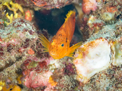オキゴンベ, ゴンベ科,
英名学名：Yellow hawkfish, Cirrhitichthys aureus, 
幼魚yg,
他。
ヒリゾ浜南伊豆町中木
静岡県伊豆半島-2025
日本有数のシュノーケリングスポット。
夏の数カ月間だけ渡し船で行ける。
水質透明度魚影が素晴らしい。

