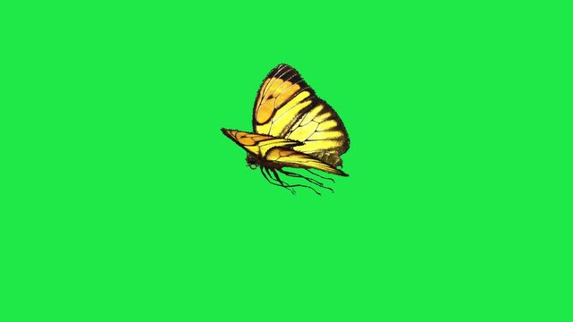 butterfly flying side view on green background and green screen animation chroma key depth emotion colorful style gesture expression creative Comic cartoonish 3d render 4k