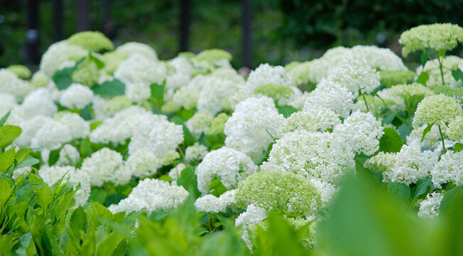 many white hydrangea flowers and leaves blooming in june in Kyoto, Japan