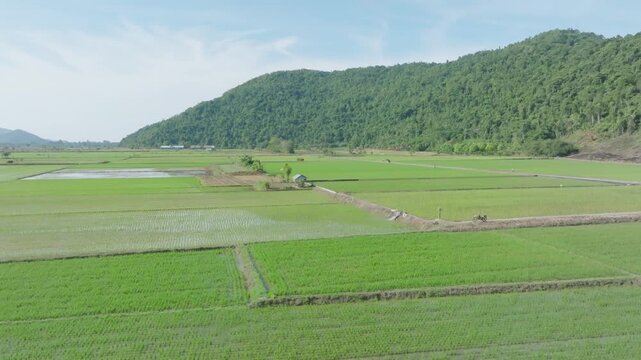 Aerial drone panoramic view of rice paddy fields and the Latimojong mountain range in Luwu, South Sulawesi, Indonesia. The wide composition shows the full breadth of the paddy plain and the mountain r