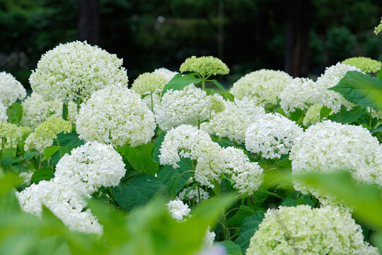 many white hydrangea flowers and leaves blooming in june in Kyoto, Japan