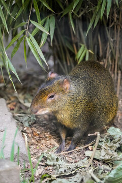 Portrait of an agouti. Close-up of the animal.
