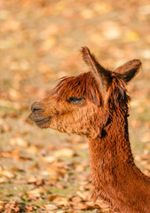 Fototapeta premium Portrait of an alpaca. Close-up of the animal. 