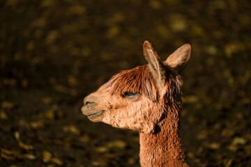 Fototapeta premium Portrait of an alpaca. Close-up of the animal. 