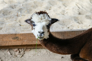 Fototapeta premium Portrait of an alpaca. Close-up of the animal. 