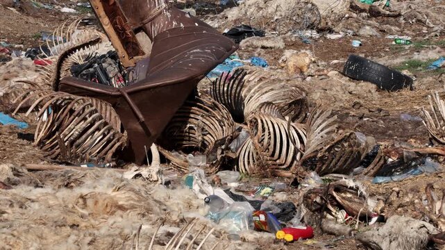 Bones of cow and sheep carcasses in a field.