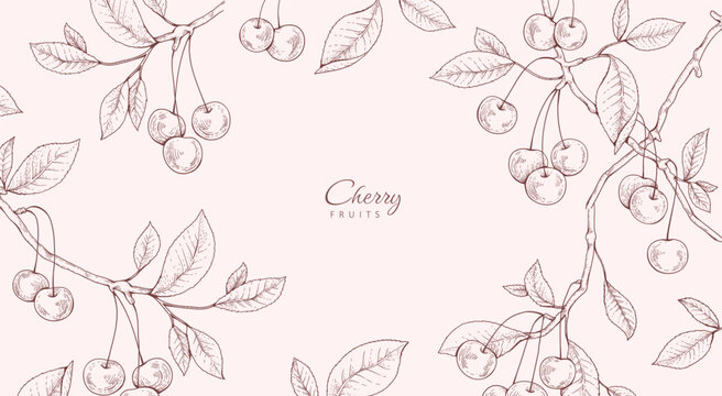 Cherry fruit. Summer background with berry and brunch. Detailed hand drawn ink floral illustration for invitation, wallpaper art or save the date card