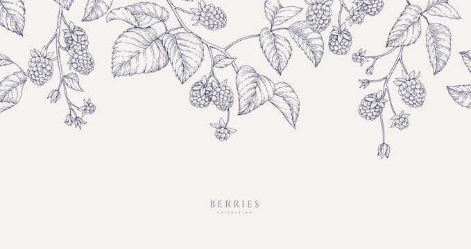 Background with blackberries or raspberries and brunch. Detailed hand drawn ink floral illustration for invitation, wallpaper art or save the date card