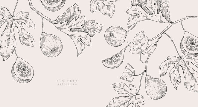Background with fig tree brunch and leaves. Detailed hand drawn ink illustration for template layout design, brochure or cover for food card or menu