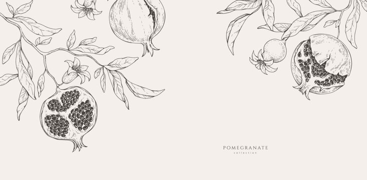 Background with pomegranate brunch and leaves. Detailed hand drawn ink illustration for template layout design, brochure or cover for food card or menu