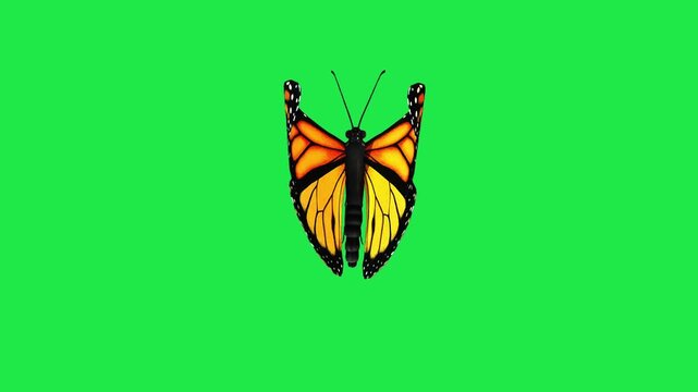 butterfly flying on sky Housefly Mosquitoes Swarm of flies bee flying 3d animation Green Screen Chroma Key Alpha Channel. 4k Video