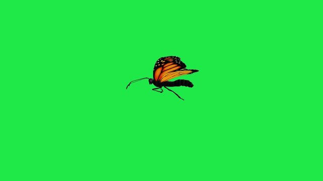 butterfly flying on sky Housefly Mosquitoes Swarm of flies bee flying 3d animation Green Screen Chroma Key Alpha Channel. 4k Video