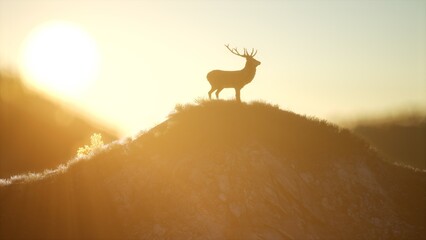 A beautiful deer stands gracefully on a hilltop, basking in the golden light of the sunrise. The tranquil surroundings make this moment truly magical and serene. © icetray
