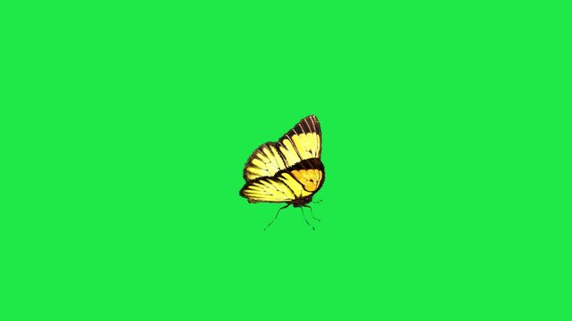 butterfly flying on sky Housefly Mosquitoes Swarm of flies bee flying 3d animation Green Screen Chroma Key Alpha Channel. 4k Video