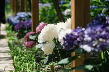 Fototapeta premium pink hydrangea flowers and bushes over blooming in the sunny day