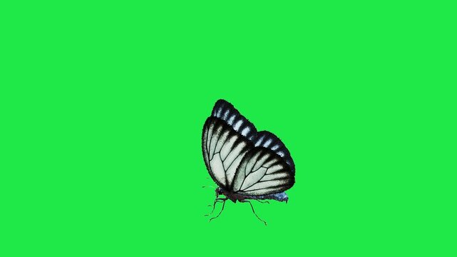butterfly flying on sky Housefly Mosquitoes Swarm of flies bee flying 3d animation Green Screen Chroma Key Alpha Channel. 4k Video