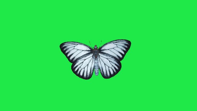 butterfly flying on sky Housefly Mosquitoes Swarm of flies bee flying 3d animation Green Screen Chroma Key Alpha Channel. 4k Video
