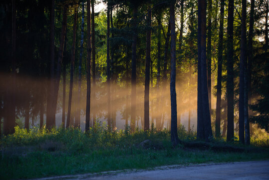 Magic sun rays through the trees in a misty forest