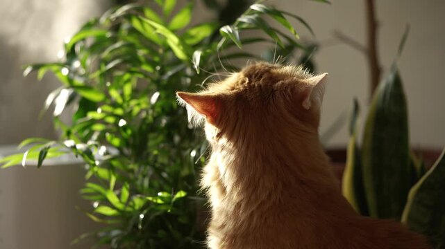 Adorable ginger cat sitting in the sunlight, curiously chewing on the green leaves of a potted hamedorea elegans, showcasing a common feline behavior and houseplant damage