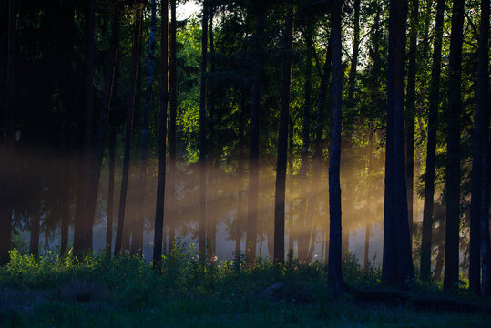 Magic sun rays through the trees in a misty forest