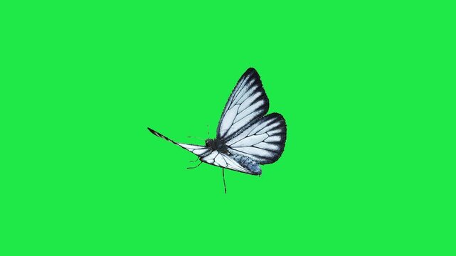 butterfly flying on sky Housefly Mosquitoes Swarm of flies bee flying 3d animation Green Screen Chroma Key Alpha Channel. 4k Video