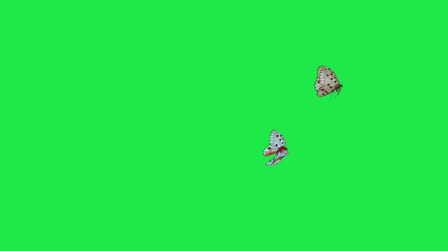 butterfly flying on sky Housefly Mosquitoes Swarm of flies bee flying 3d animation Green Screen Chroma Key Alpha Channel. 4k Video