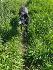 perro negro mascota entre la hierva verde IMG_4684-as26