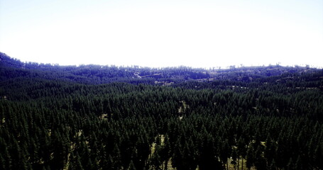 Obraz premium Lush green trees blanket the rolling hills, reaching towards a clear blue sky. Sunlight filters through the branches, casting dappled shadows across the landscape.