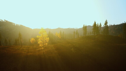 backlit golden tree stands on slope, halo of light around leaves, distant mountain silhouette, inspirational mood for environmental storytelling © icetray