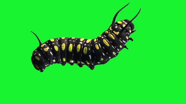 butterfly larva pupa caterpillar Housefly Mosquitoes Swarm of flies bee flying 3d animation Green Screen Chroma Key Alpha Channel. 4k Video