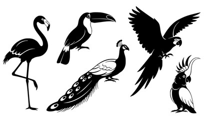 Stylized exotic bird silhouettes flamingo toucan peacock macaw cockatoo vector collection isolated on white background © MD JAHID