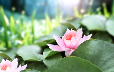 Naklejka premium Horizontal banner with blossoming lotus flower on sunny nature spring background. Summer scene with lily flower in rays of sunlight. Close-up or macro. A picturesque colorful photo with a soft focus
