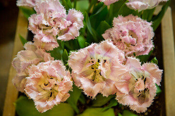 Tulips of the Christian Love variety with beautiful buds. Flora, botany, floristry, agriculture.