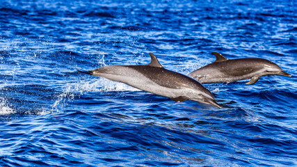 Fototapeta premium Wildlife across the world either on the ocean, air or land. 