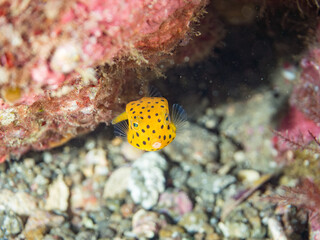 ミナミハコフグ, ハコフグ科, ハコフグ, ハコフグ科, 英名学名： Yellow Boxfish, Ostracion cubicus, Boxfish, Ostracion immaculatus, 幼魚yg, 他。 ヒリゾ浜南伊豆町中木 静岡県伊豆半島-2025 日本有数のシュノーケリングスポット。 夏の数カ月間だけ渡し船で行ける。 水質透明度魚影が素晴らしい。  © d3_plus