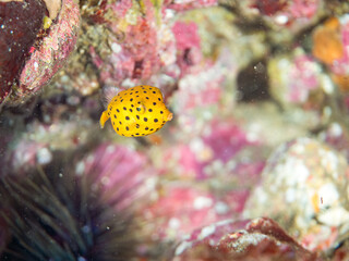 ミナミハコフグ, ハコフグ科, ハコフグ, ハコフグ科, 幼魚yg, 他。 ヒリゾ浜南伊豆町中木 静岡県伊豆半島-2025 日本有数のシュノーケリングスポット。 夏の数カ月間だけ渡し船で行ける。 水質透明度魚影が素晴らしい。 英名学名： Yellow Boxfish, Ostracion cubicus, Boxfish, Ostracion immaculatus, © d3_plus