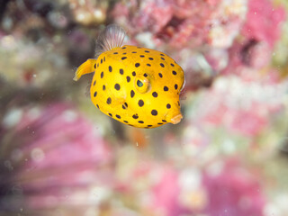 ミナミハコフグ, ハコフグ科, ハコフグ, ハコフグ科, 幼魚yg, 他。 ヒリゾ浜南伊豆町中木 静岡県伊豆半島-2025 日本有数のシュノーケリングスポット。 夏の数カ月間だけ渡し船で行ける。 水質透明度魚影が素晴らしい。 英名学名： Yellow Boxfish, Ostracion cubicus, Boxfish, Ostracion immaculatus, © d3_plus