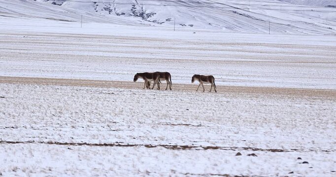 Equus kiang in high altitude grassland