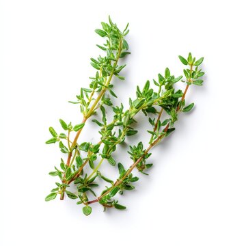 Fresh thyme sprigs with tiny green leaves on slender stems, isolated on a clean white background.