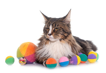 maine coon cat and toys © cynoclub