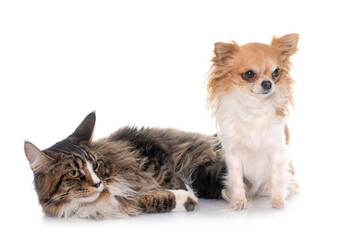 maine coon cat and chihuahua © cynoclub