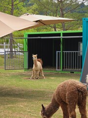 Fototapeta premium alpacas