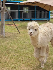 Fototapeta premium 알파카